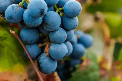 Argentinian Vineyard
