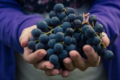 Hands holding red grapes
